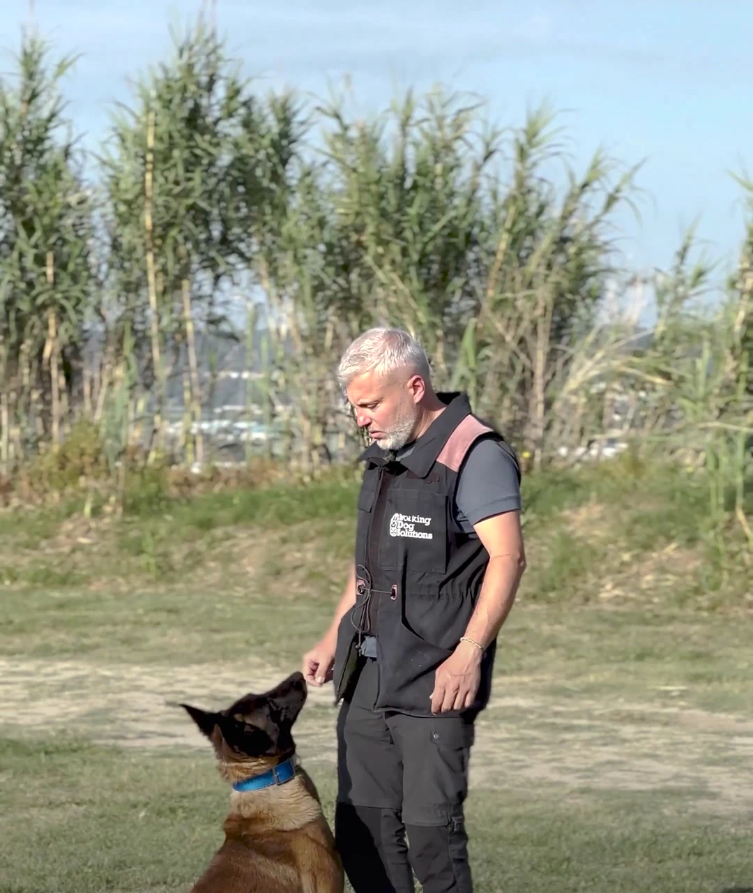 Adiestrador de Working Dog Solutions trabajando con un perro