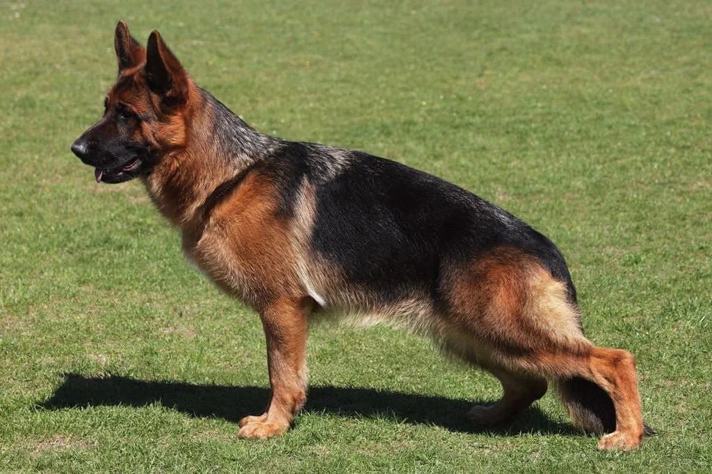 Acqua · Working Dog Solutions