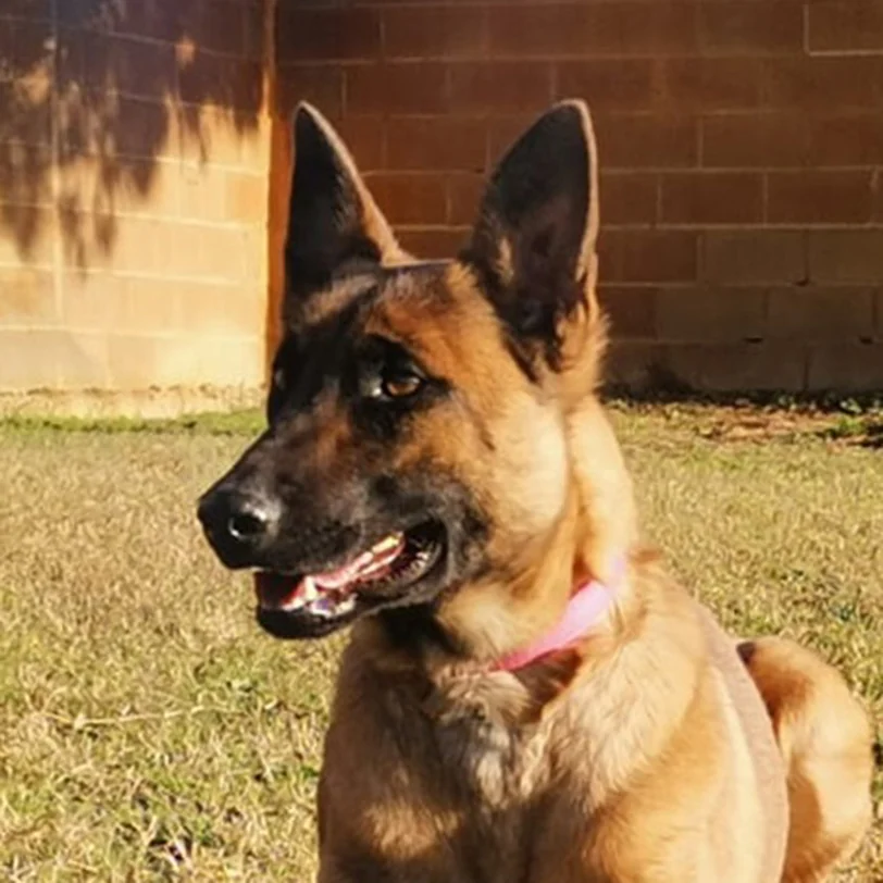 Api, Pastor Belga Malinois