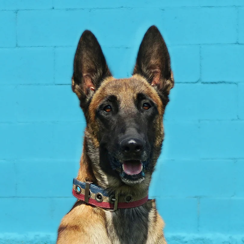 Aruk, Pastor Belga Malinois