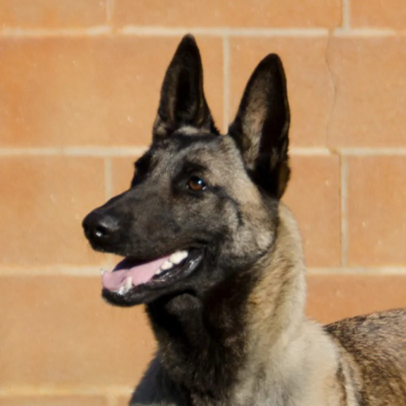 Aura, Pastor Belga Malinois
