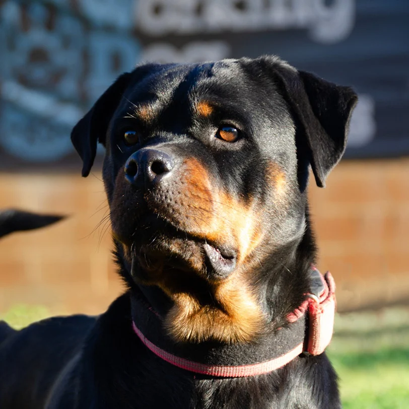 Beyonce Von Hause Corveg, Rottweiler