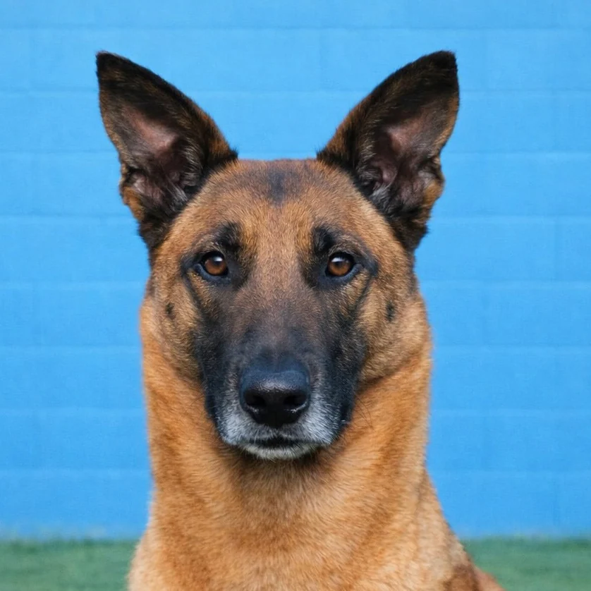 Blue, Pastor Belga Malinois