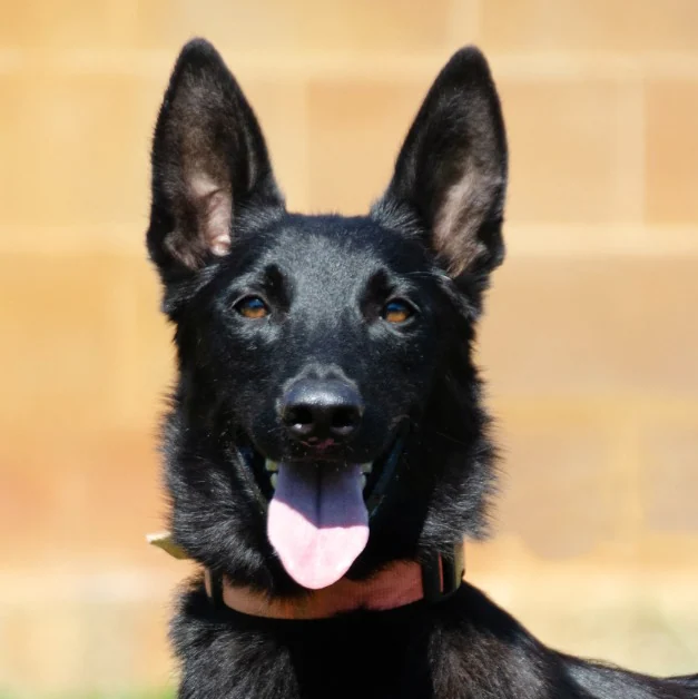 Chuky, Pastor Belga Malinois