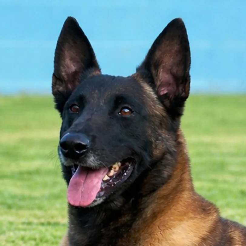 Glock, Pastor Belga Malinois