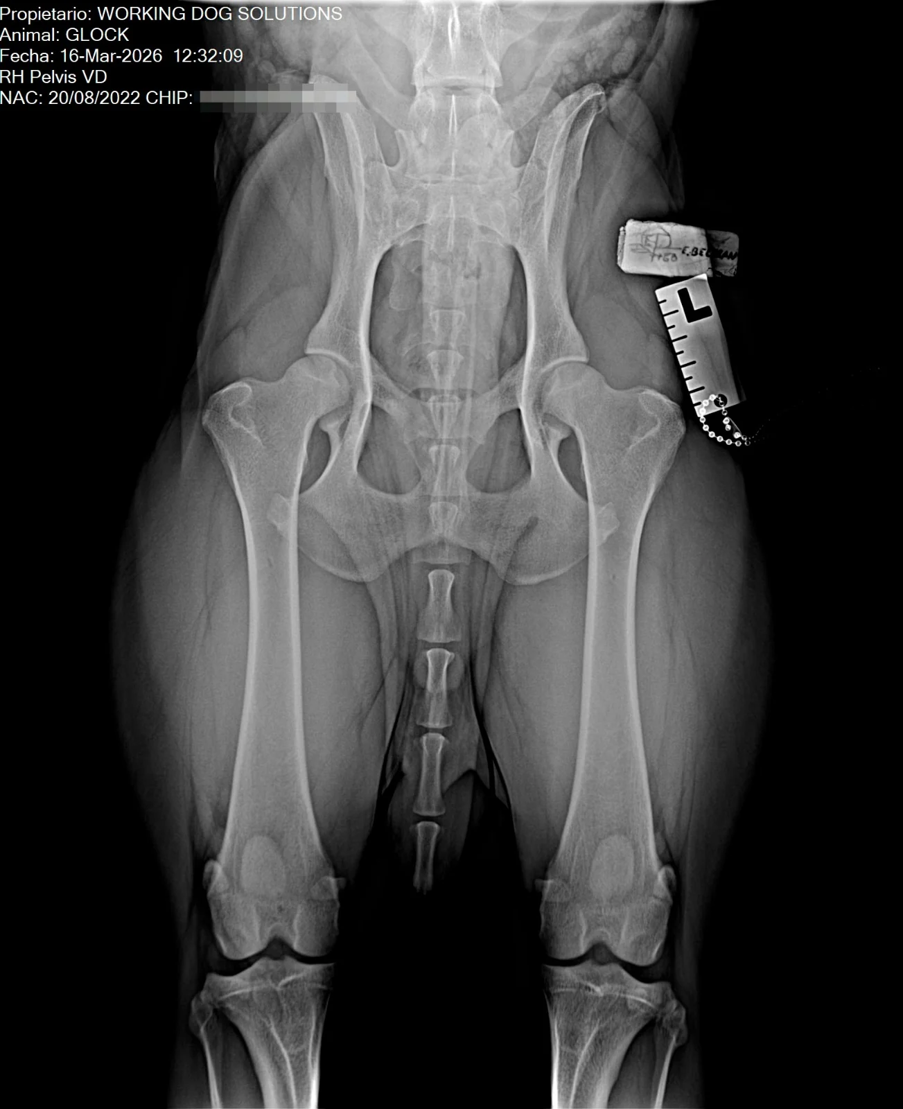 Glock · Photo 10