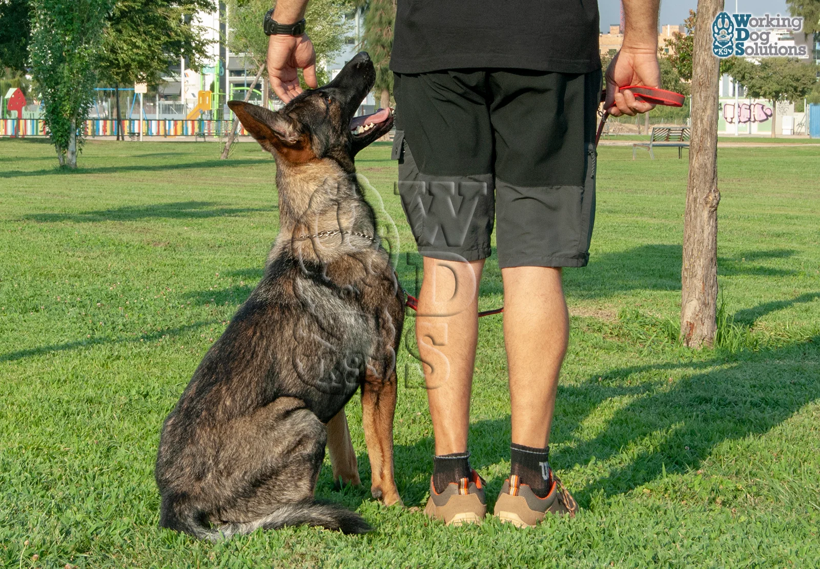 Gringo · Working Dog Solutions