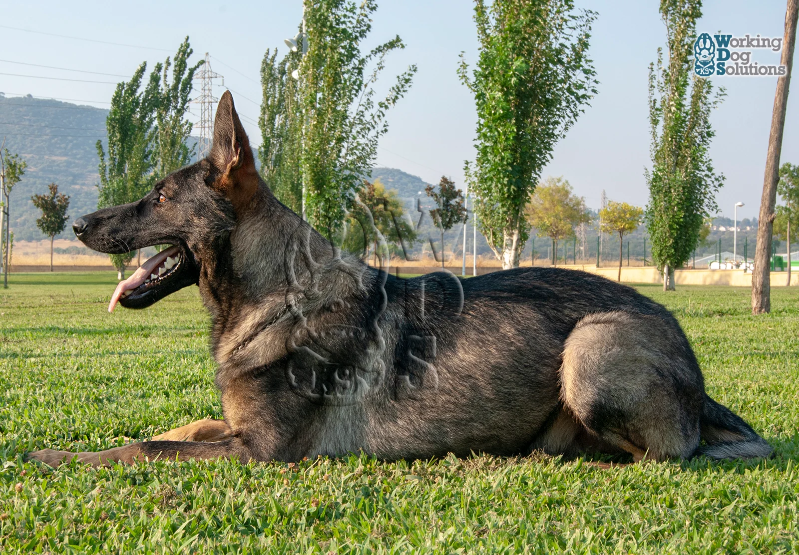 Gringo · Working Dog Solutions