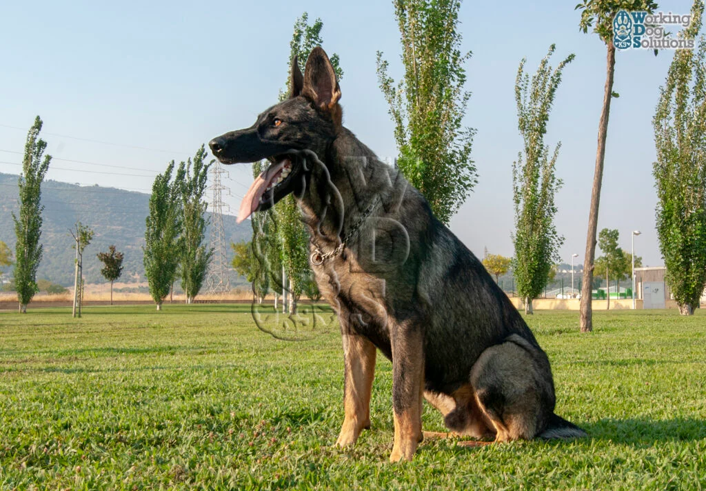 Gringo · Working Dog Solutions