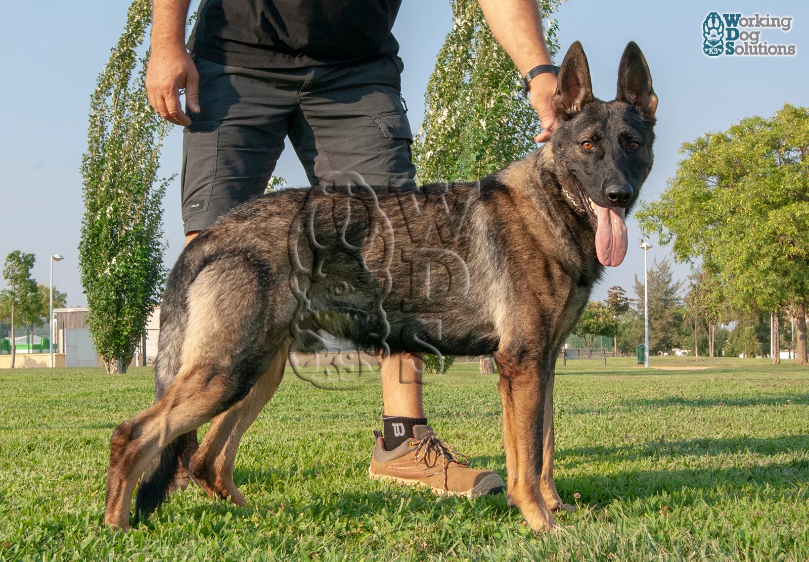 Gringo · Working Dog Solutions