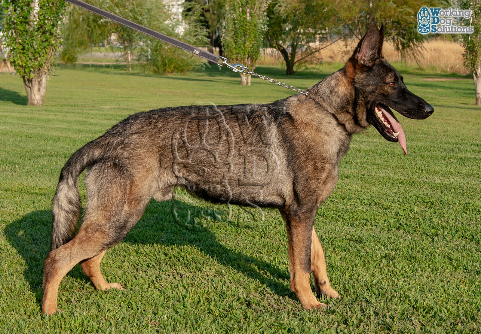 Gringo · Working Dog Solutions