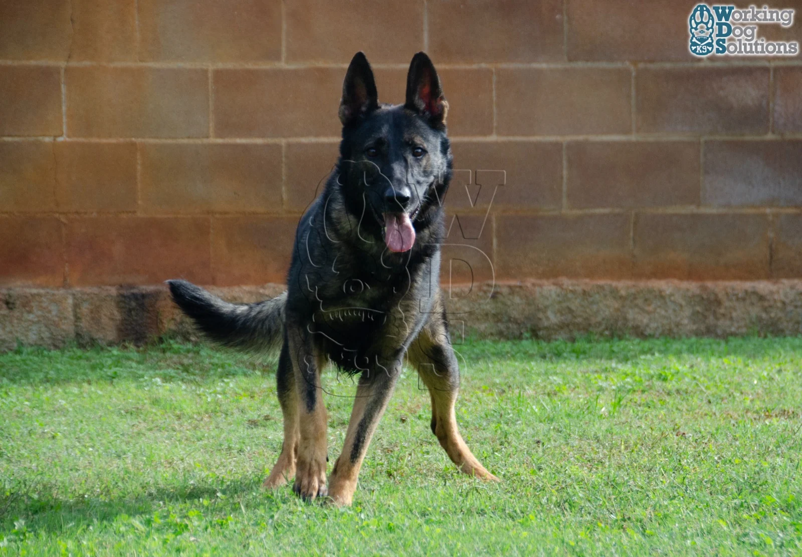 Gringo · Working Dog Solutions