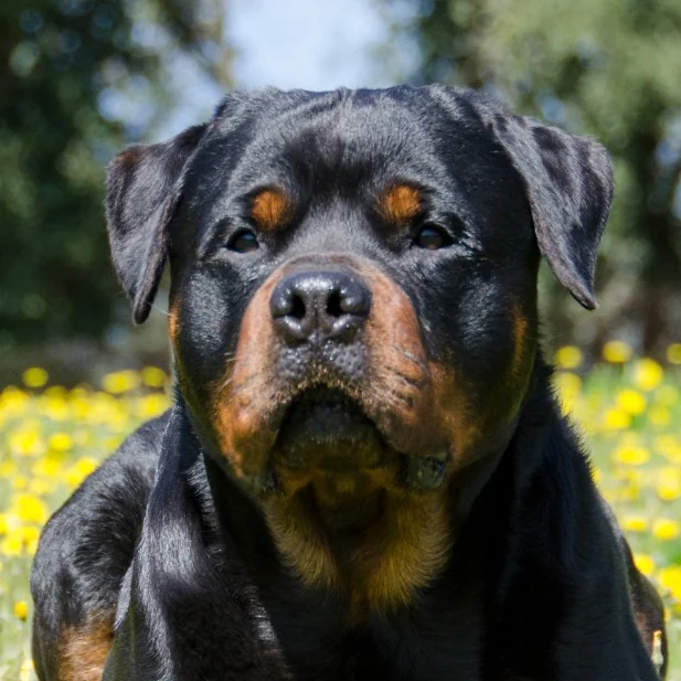 Gunther, Rottweiler