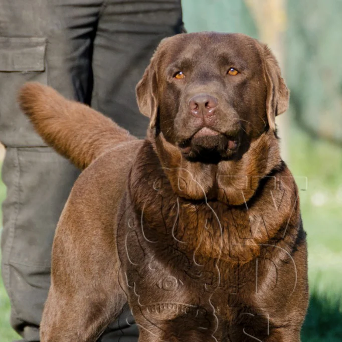 Gus Gunther of Dream, Labrador Retriever