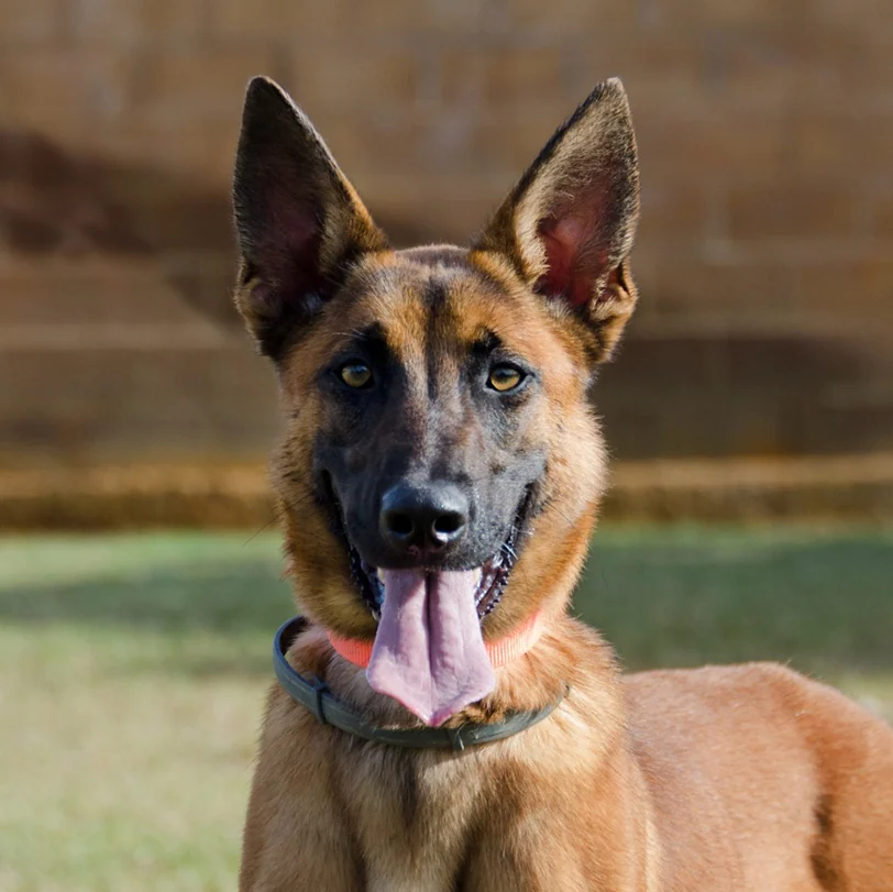 Loki, progenitor de Loki & Baili