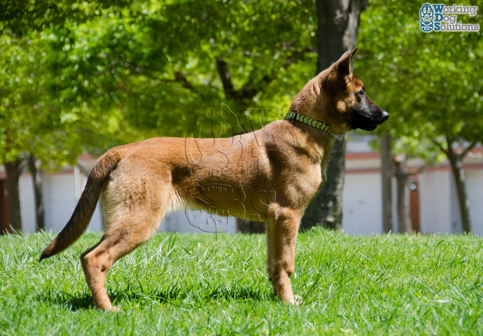 Loki · Photo 1