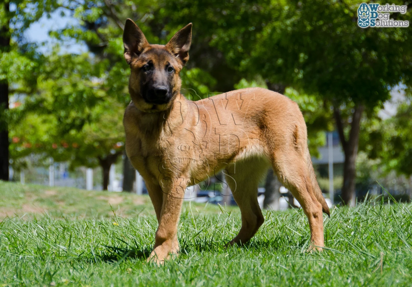 Loki · Photo 2