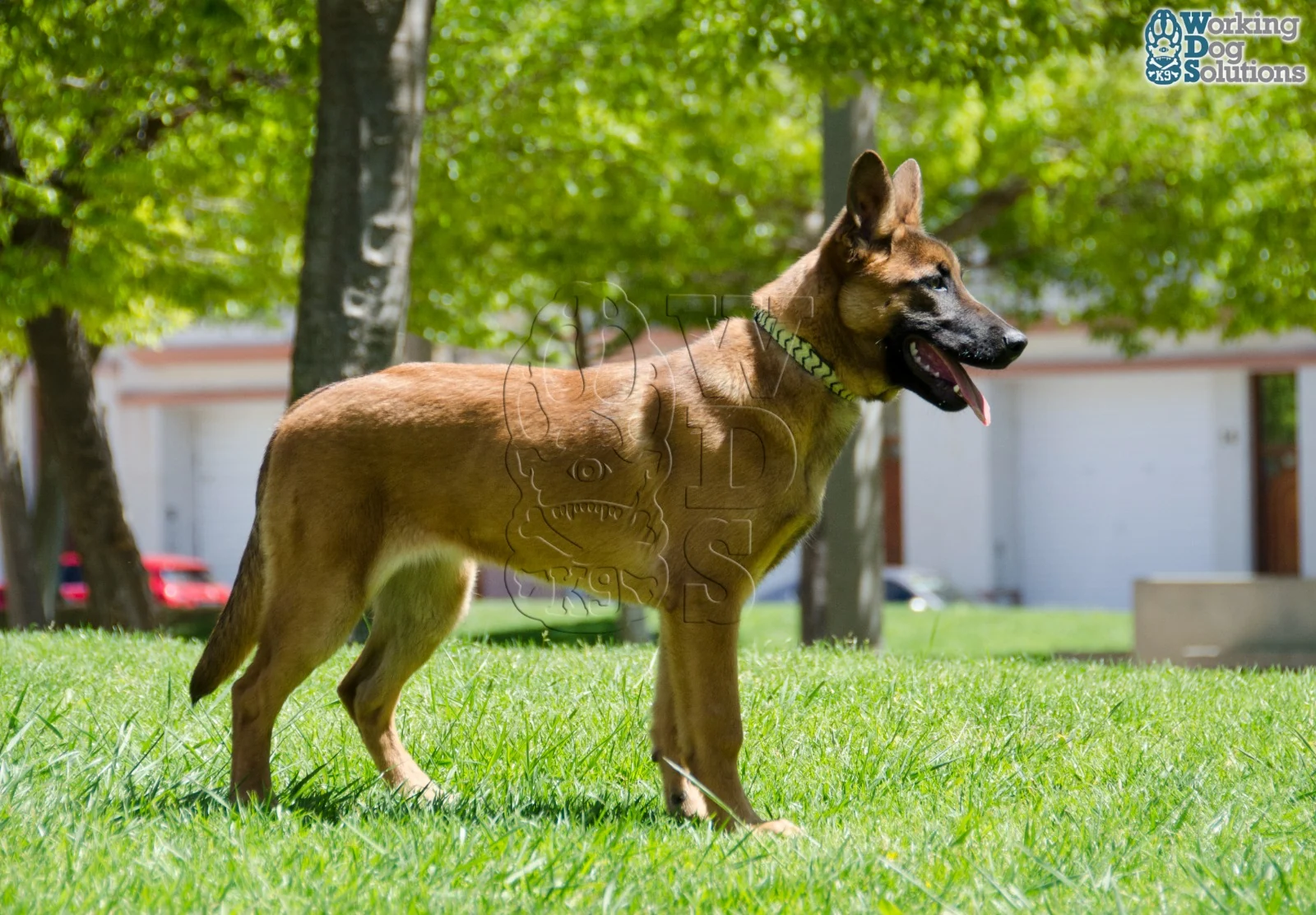 Loki · Photo 3