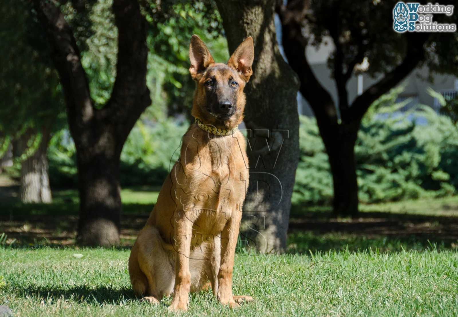 Loki · Photo 4