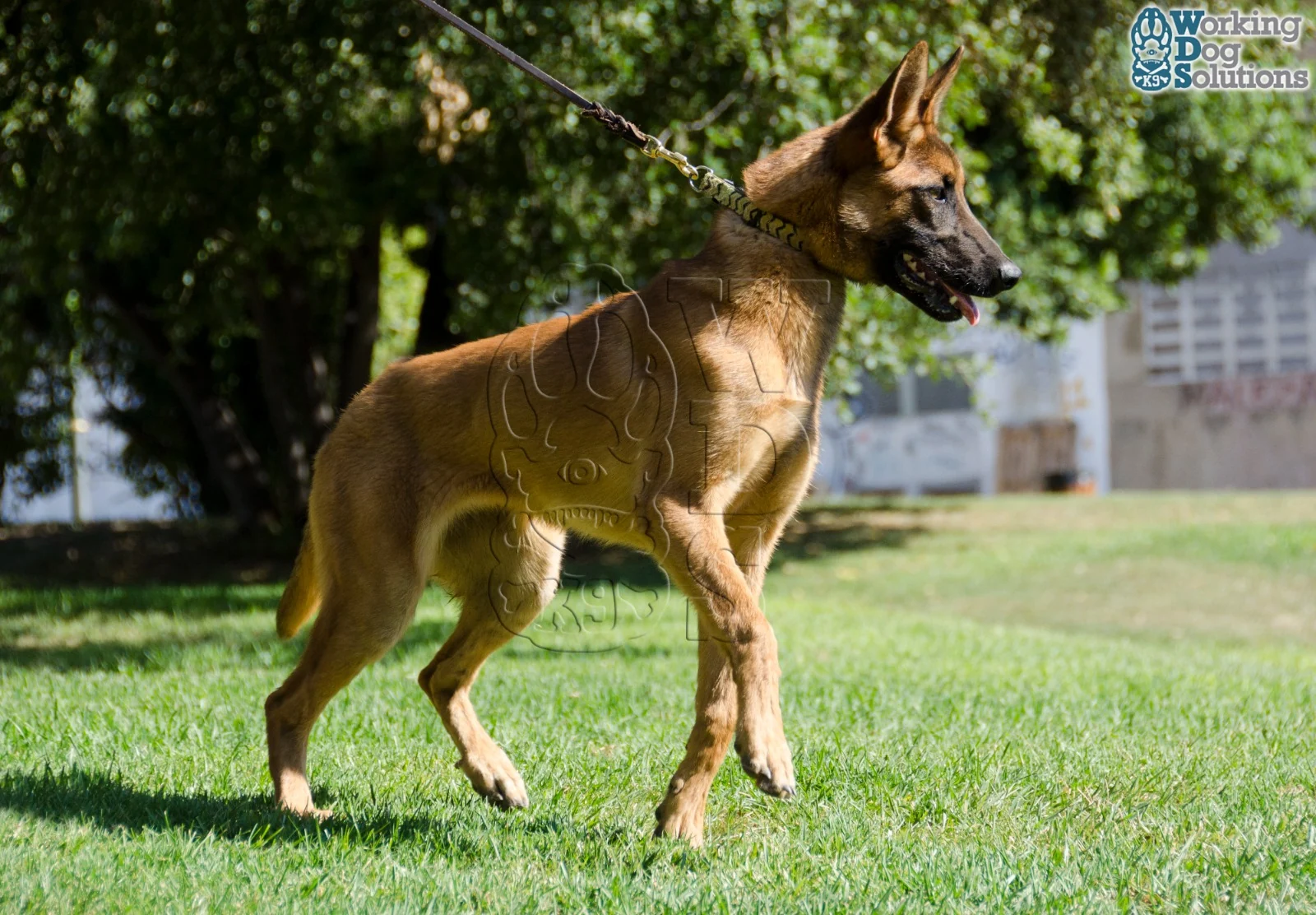 Loki · Photo 5