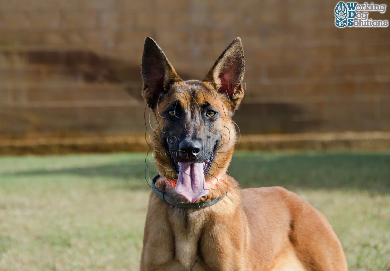 Loki · Photo 7
