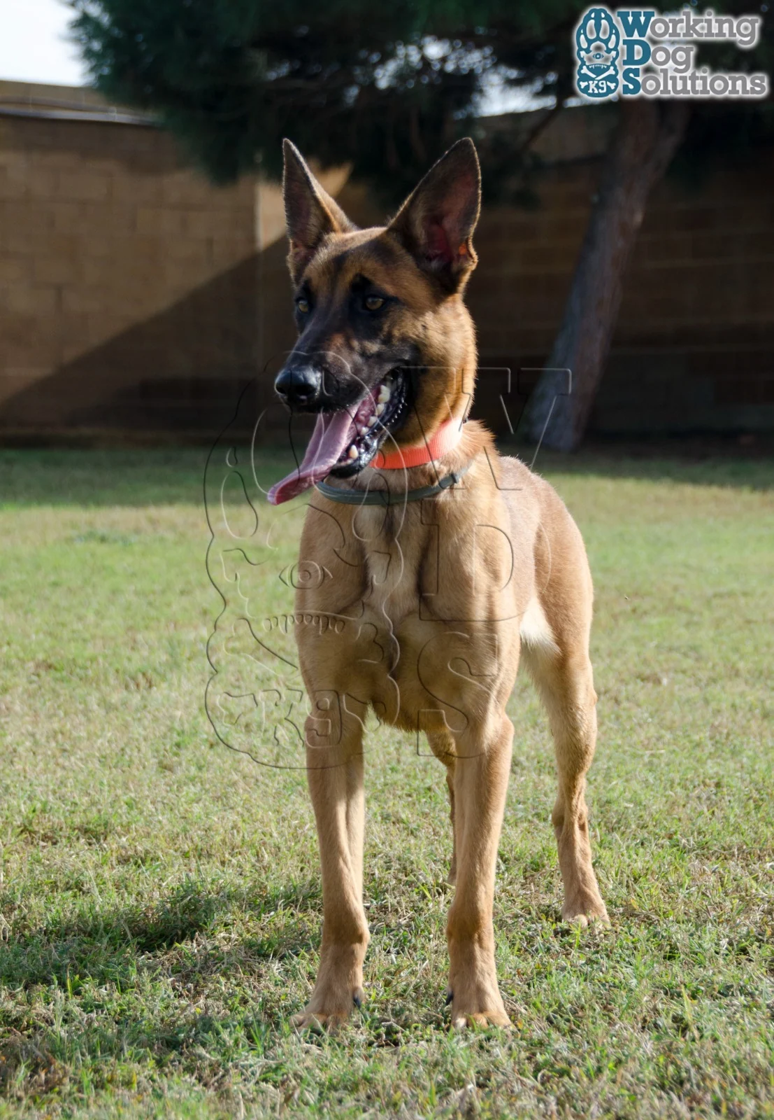 Loki · Photo 8
