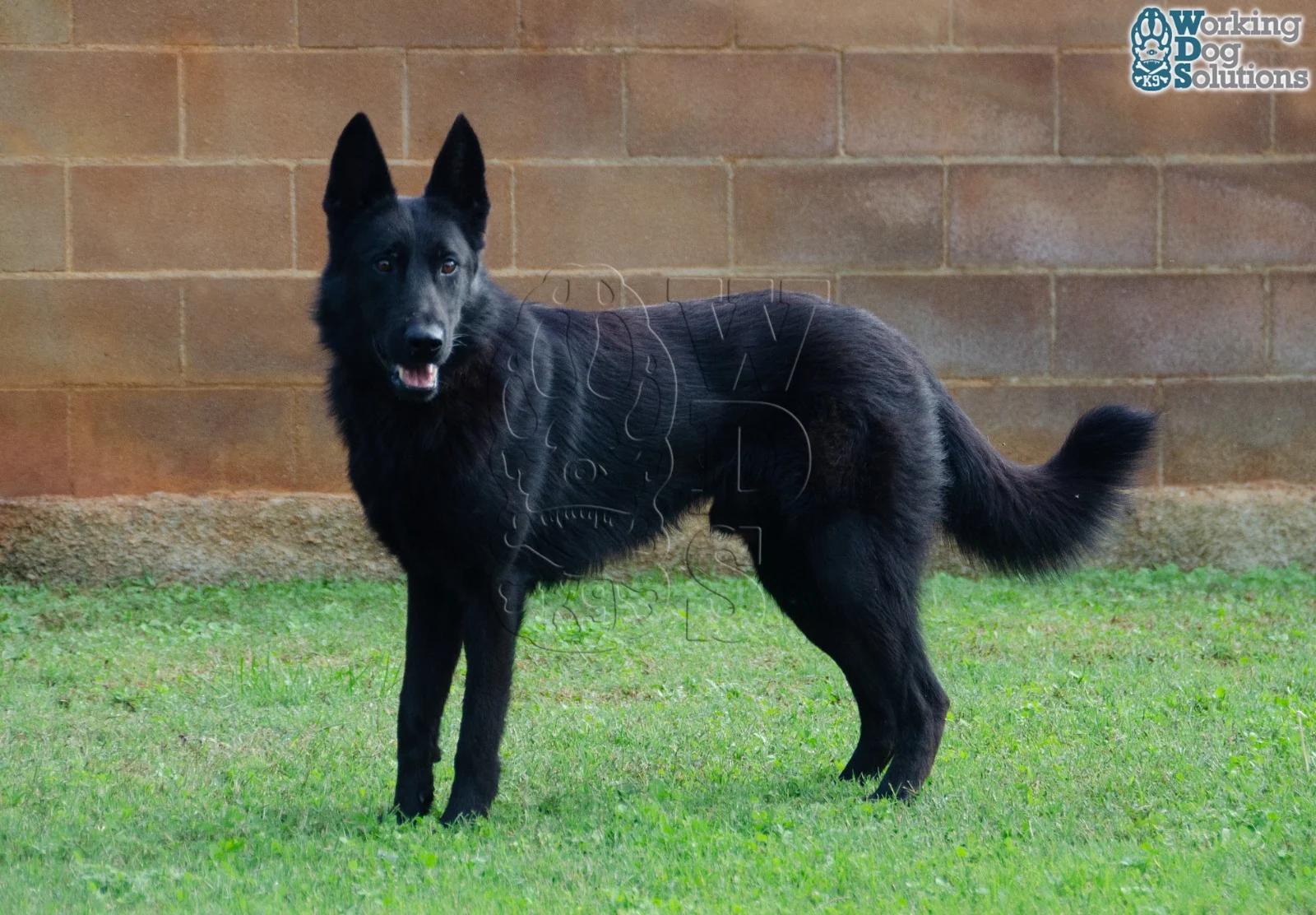 Nick · Foto 5