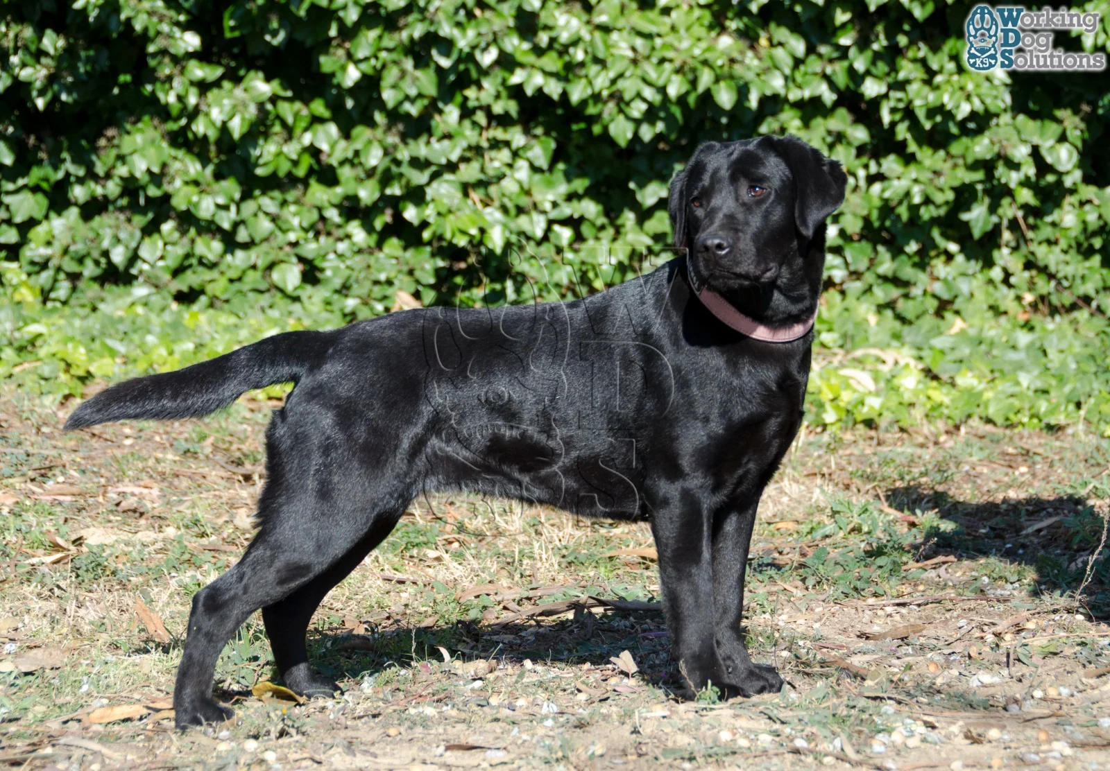 Nuca · Working Dog Solutions