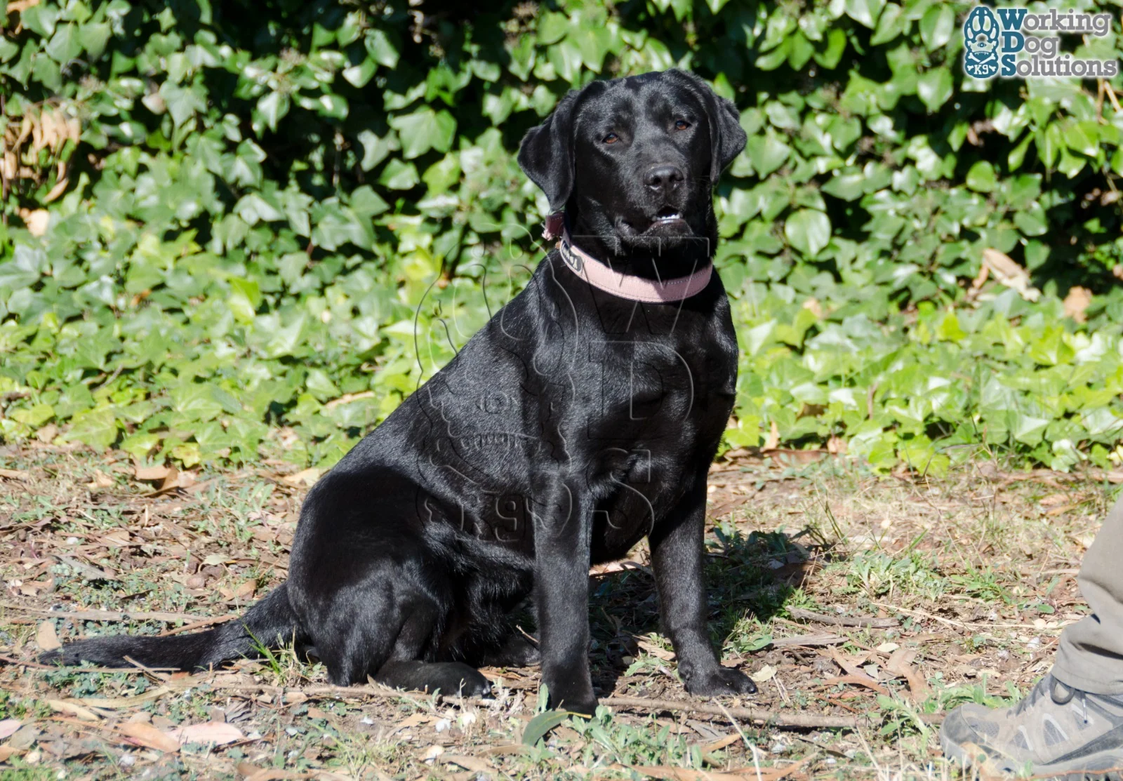Nuca · Working Dog Solutions