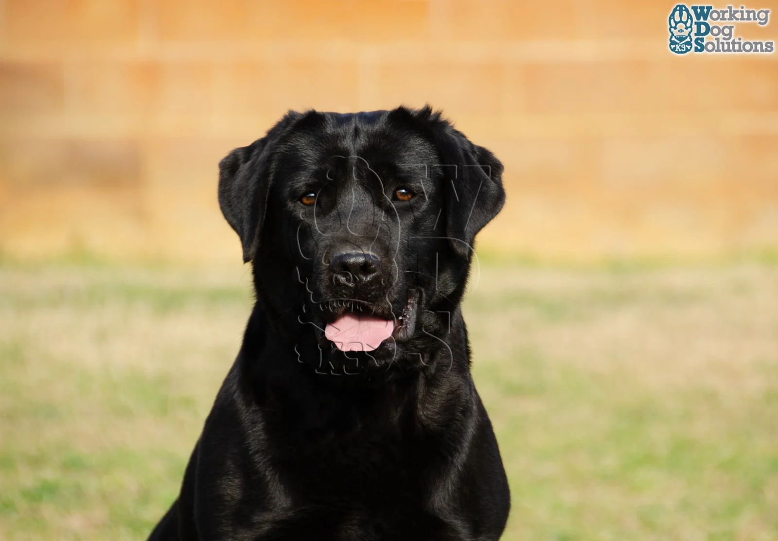 Nuca · Working Dog Solutions