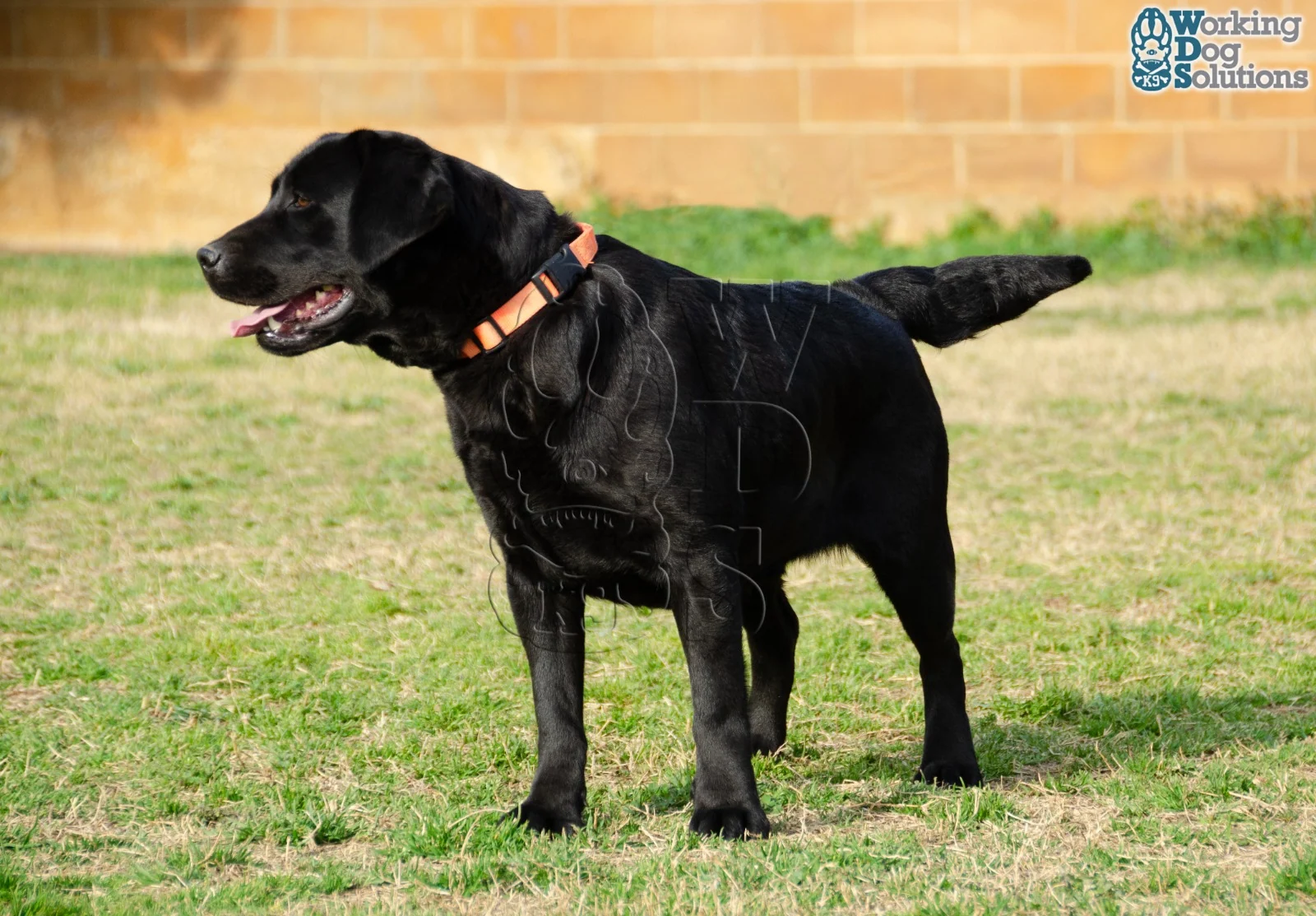 Nuca · Working Dog Solutions