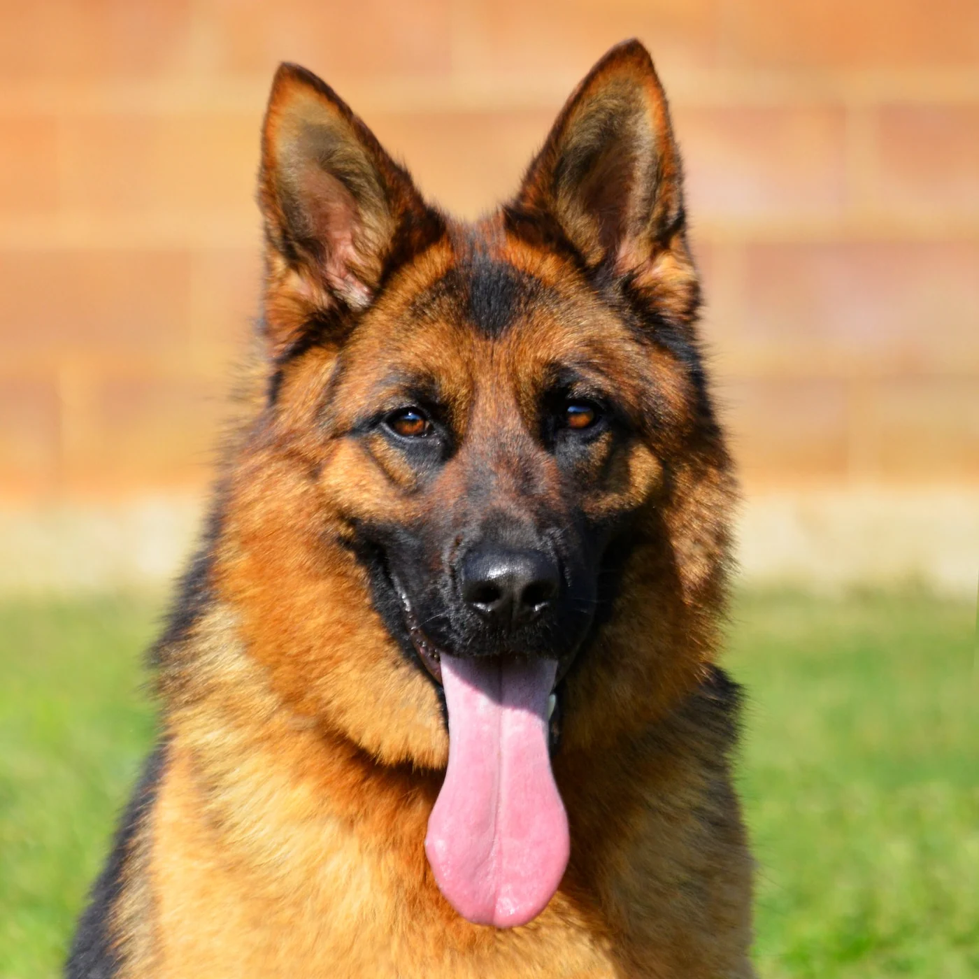 Roxy, Pastor Aleman Belleza