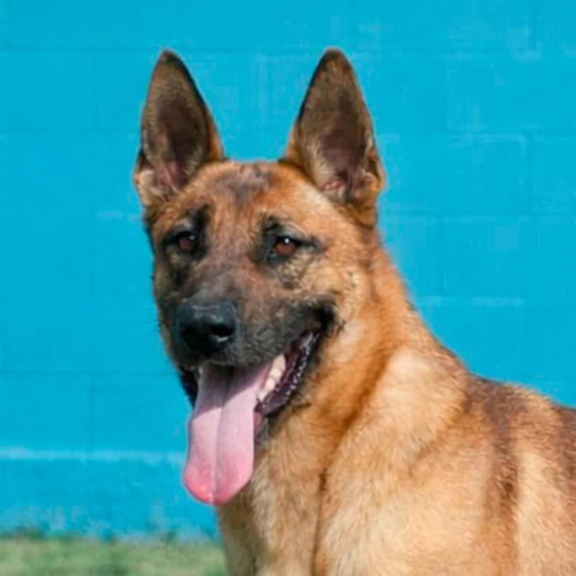 Siva, Pastor Belga Malinois
