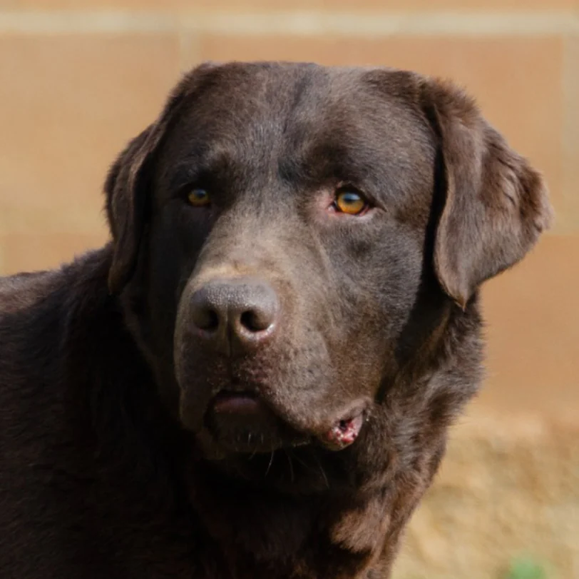 Sky, Labrador Retriever