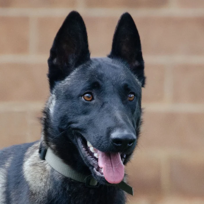 U'Jason, Pastor Belga Malinois