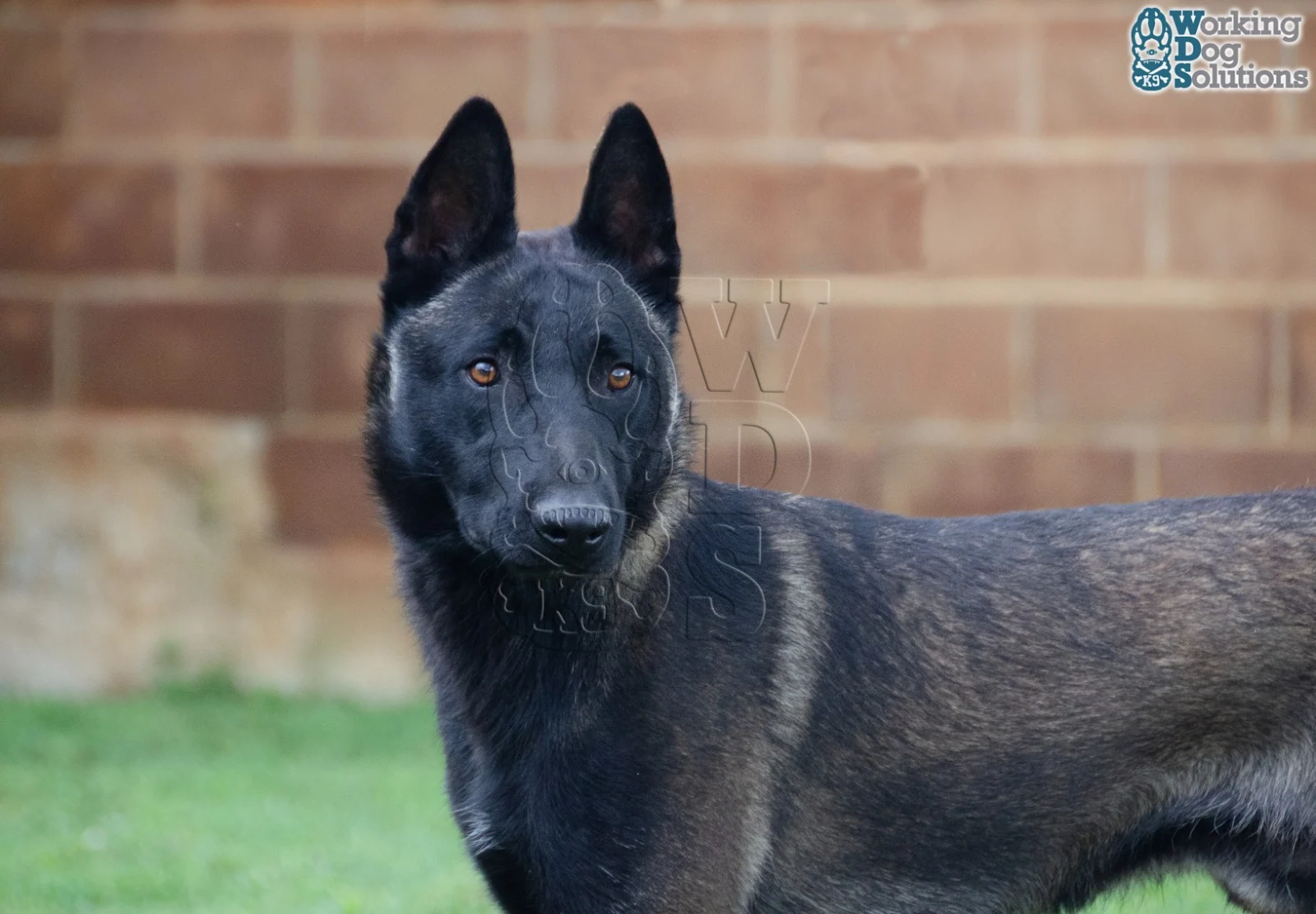 U Jason · Working Dog Solutions