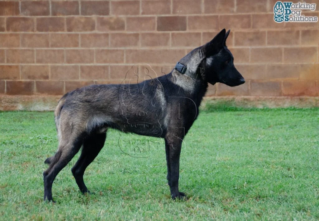 U Jason · Working Dog Solutions