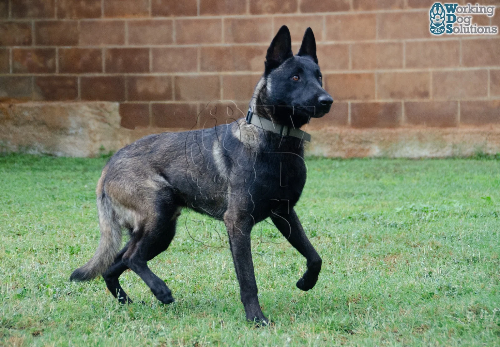 U Jason · Working Dog Solutions