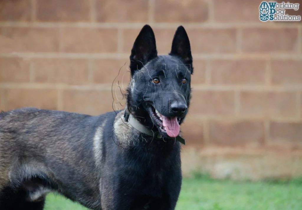 U Jason · Working Dog Solutions
