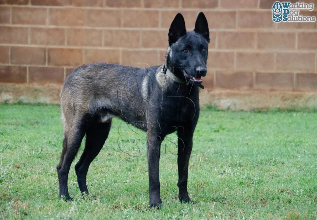 U Jason · Working Dog Solutions