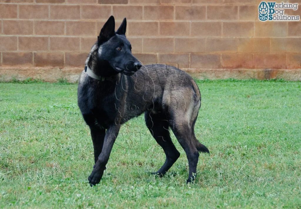 U Jason · Working Dog Solutions