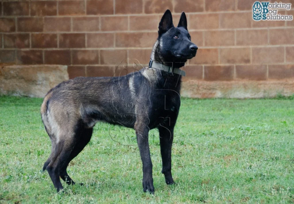 U Jason · Working Dog Solutions