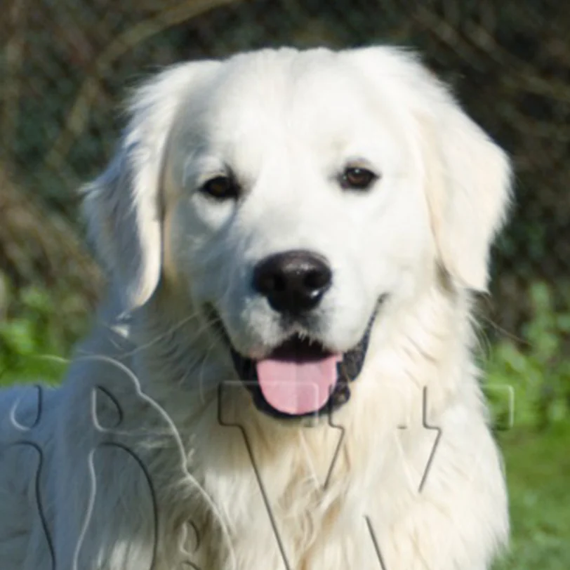 Winie, Golden Retriever