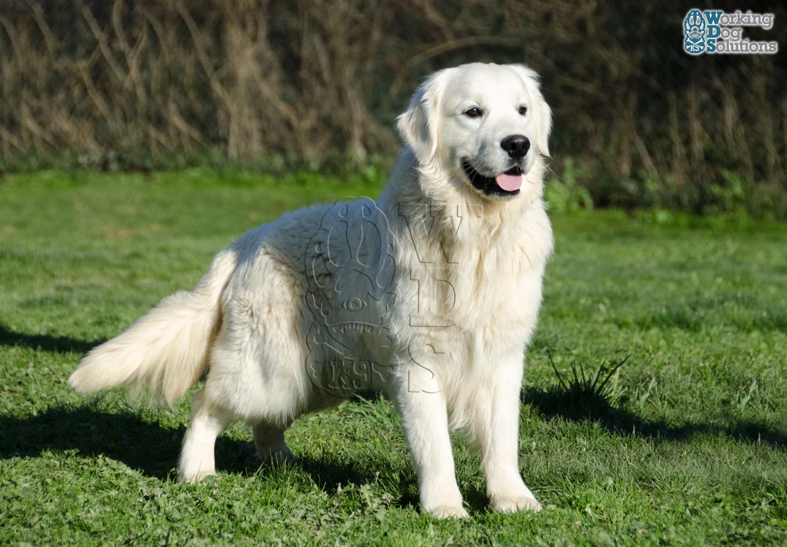 Winie · Working Dog Solutions