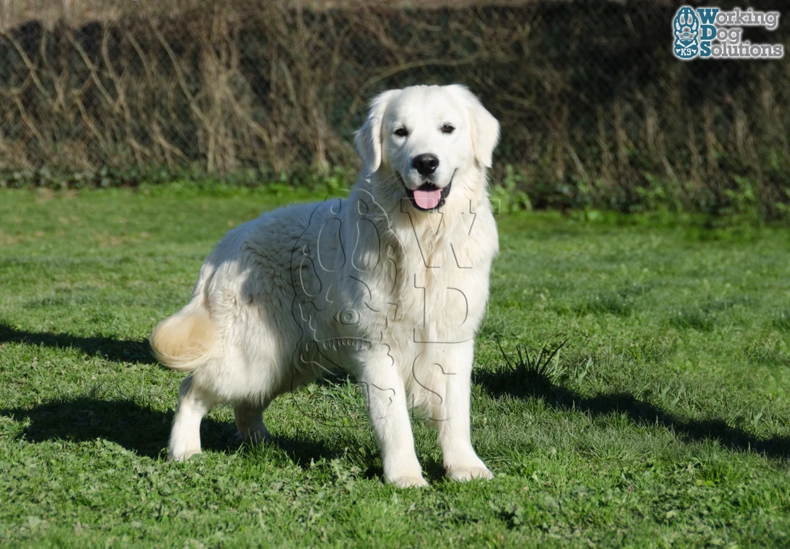 Winie · Working Dog Solutions