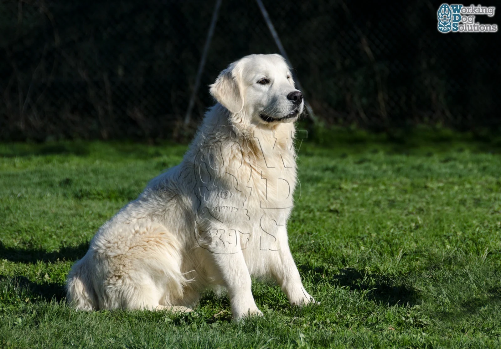 Winie · Working Dog Solutions