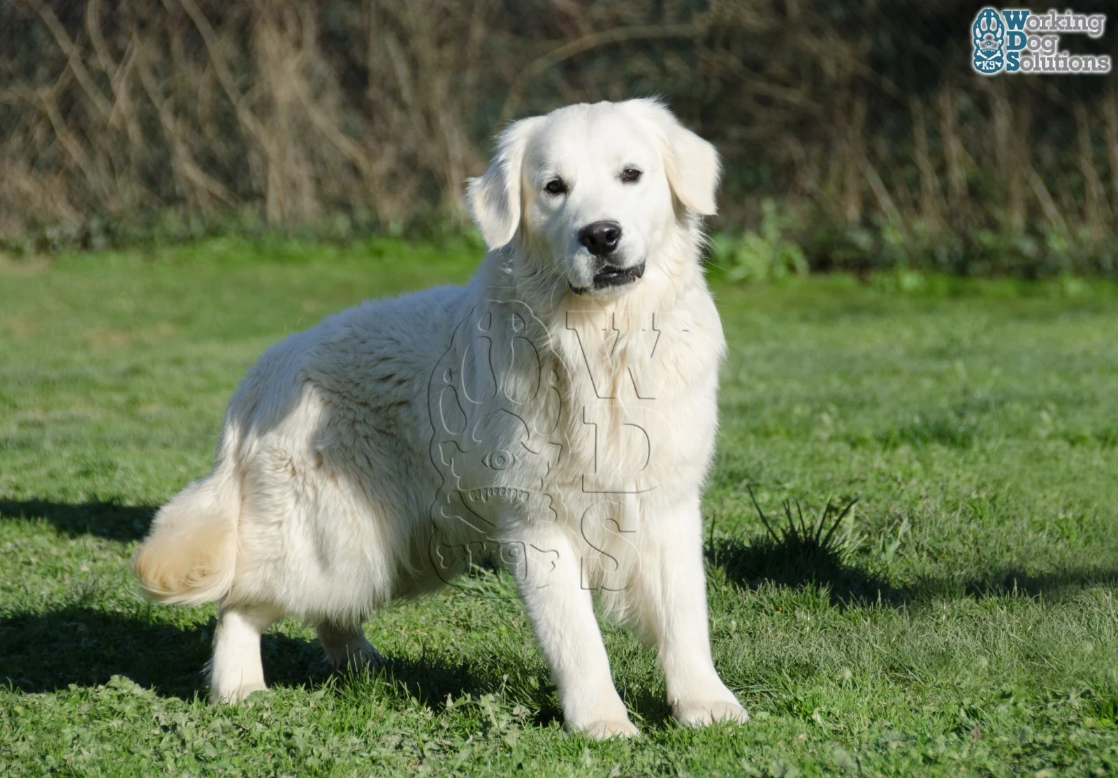 Winie · Working Dog Solutions