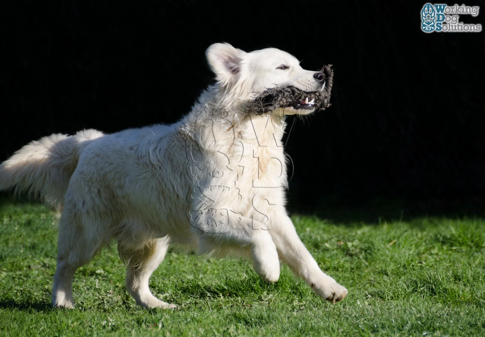 Winie · Working Dog Solutions