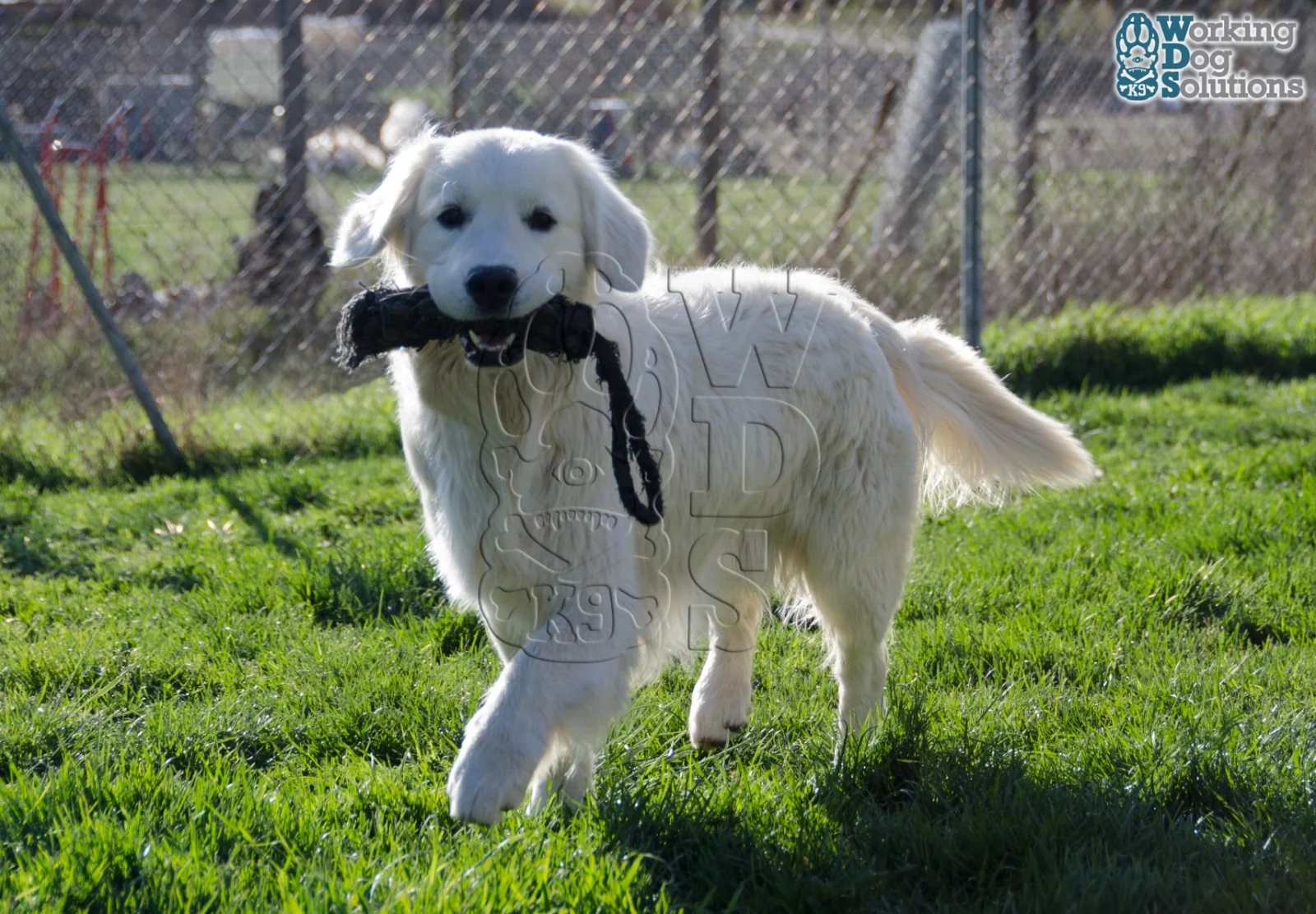 Winie · Working Dog Solutions