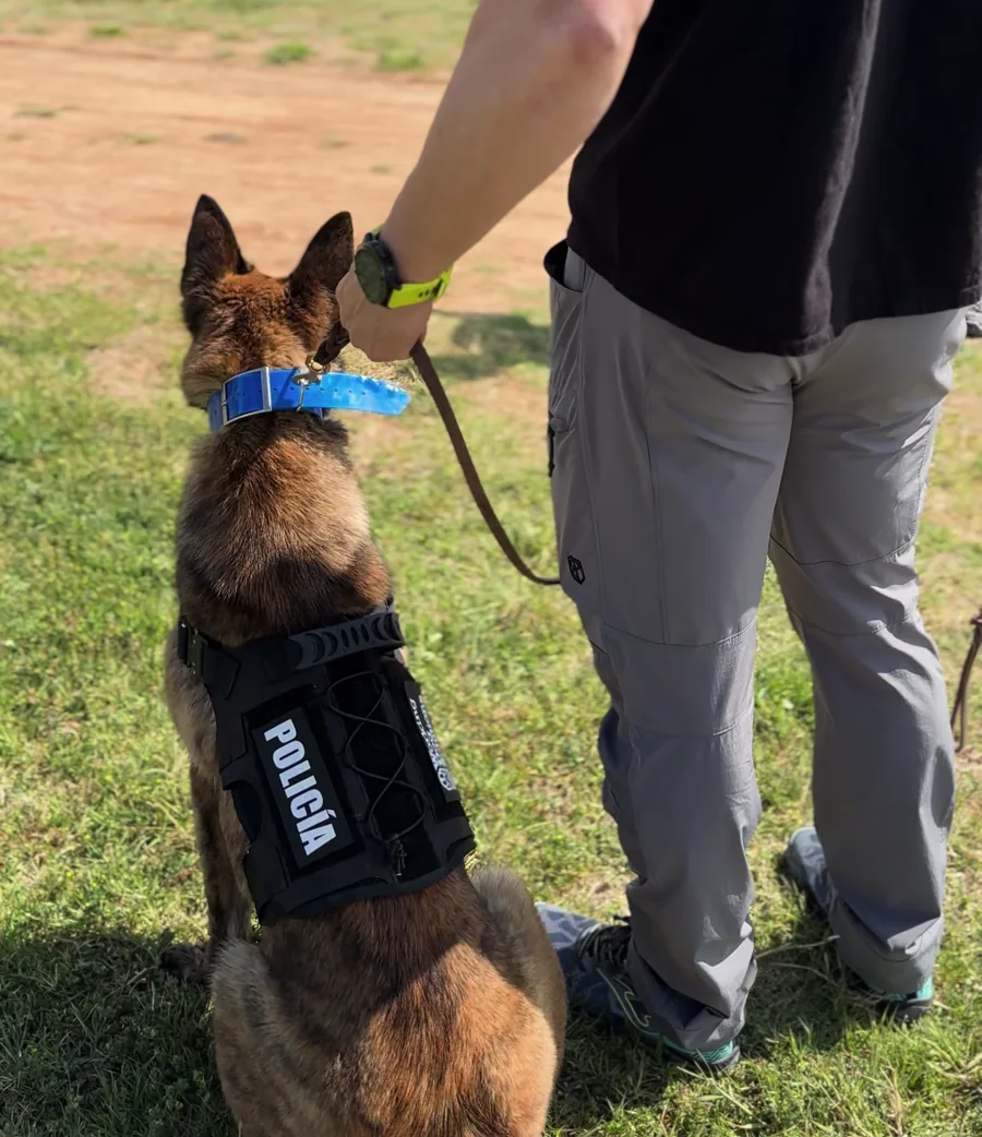 Perro equipado para trabajo policial junto a su guía durante una sesión de Working Dog Solutions